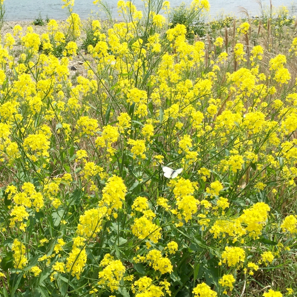 f:id:JunichiIto:20160523053037j:plain