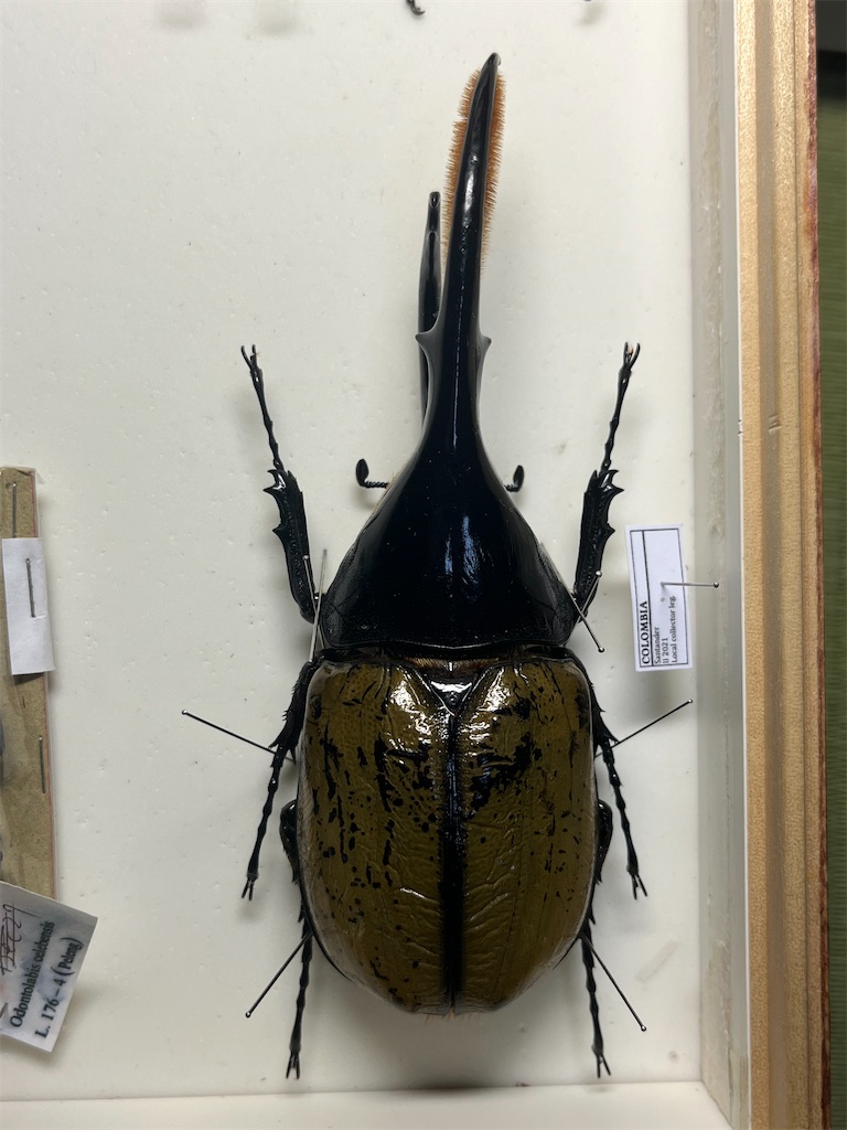 昆虫標本の保管の仕方&標本箱の紹介 #昆虫標本 #ドイツ箱 #標本