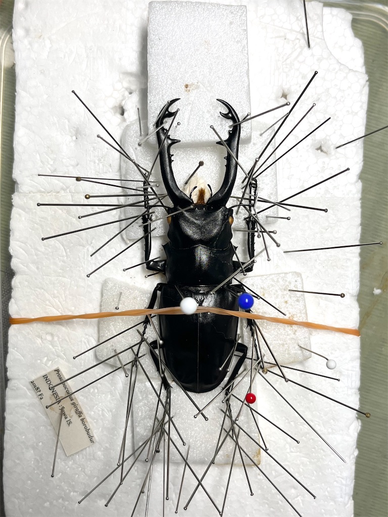 グラントチリクワガタ 展足済み標本 【公式通販】