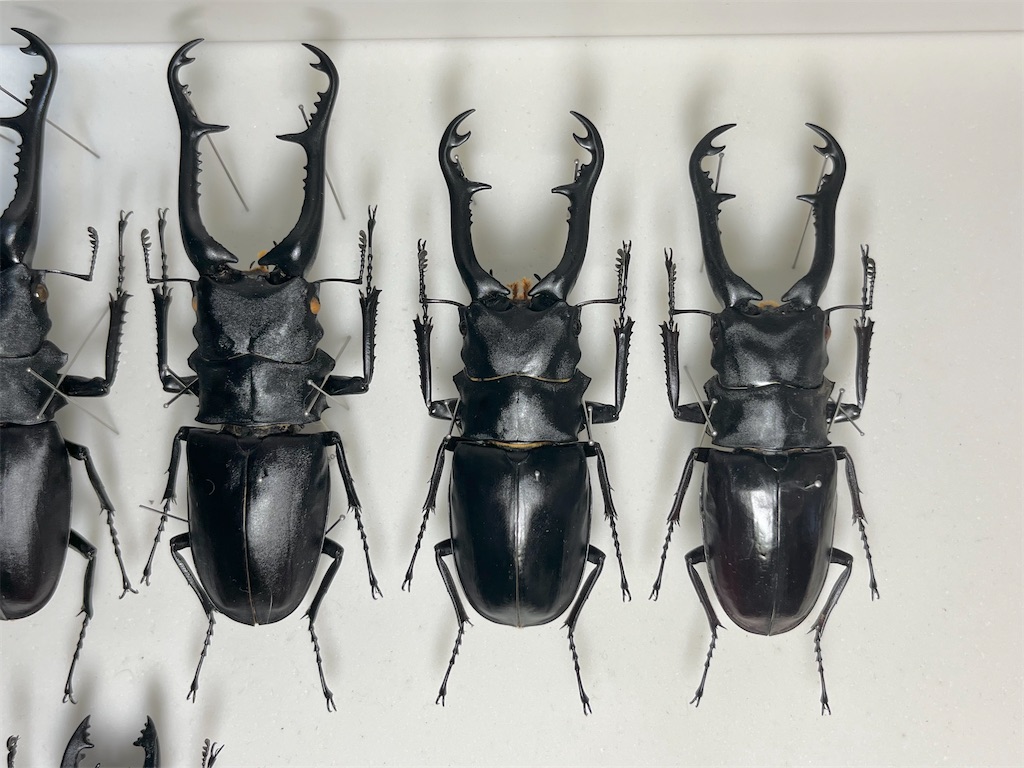 今月の展足品 #昆虫 #昆虫標本 #クワガタ - just1n's blog