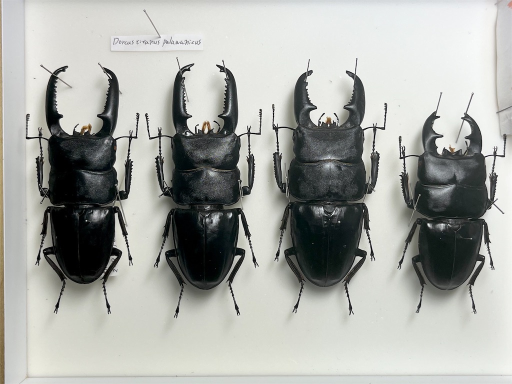 今月の展足品 #昆虫 #昆虫標本 #クワガタ - just1n's blog