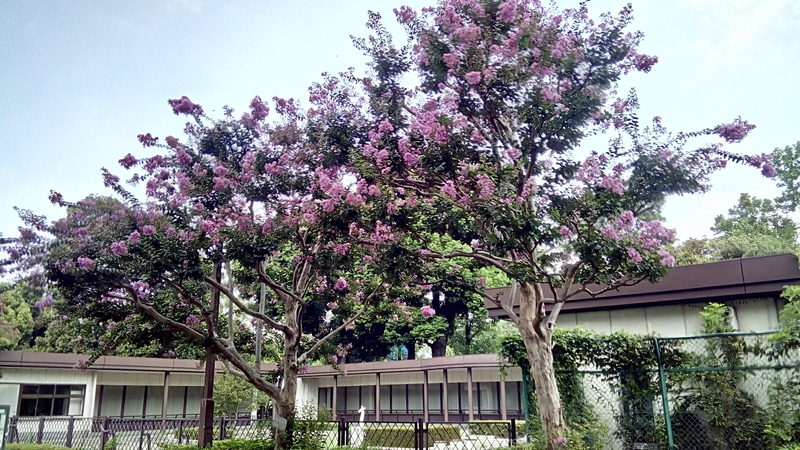 日比谷公園の赤い花 日比谷公園の赤い花