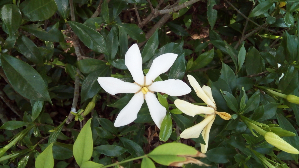 f:id:Jyuan:20200620153116j:plain