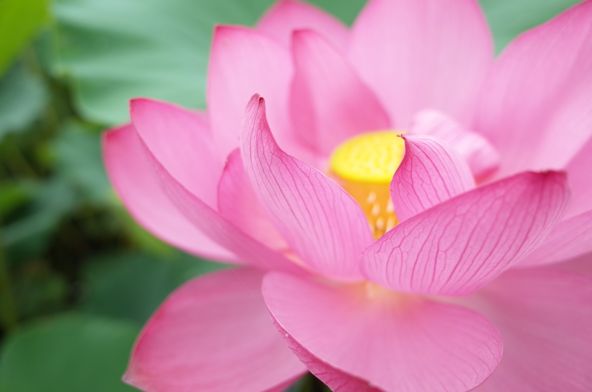 f:id:Jyujai:20190831000523j:plain