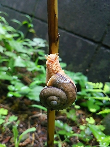 でんでん_20140705