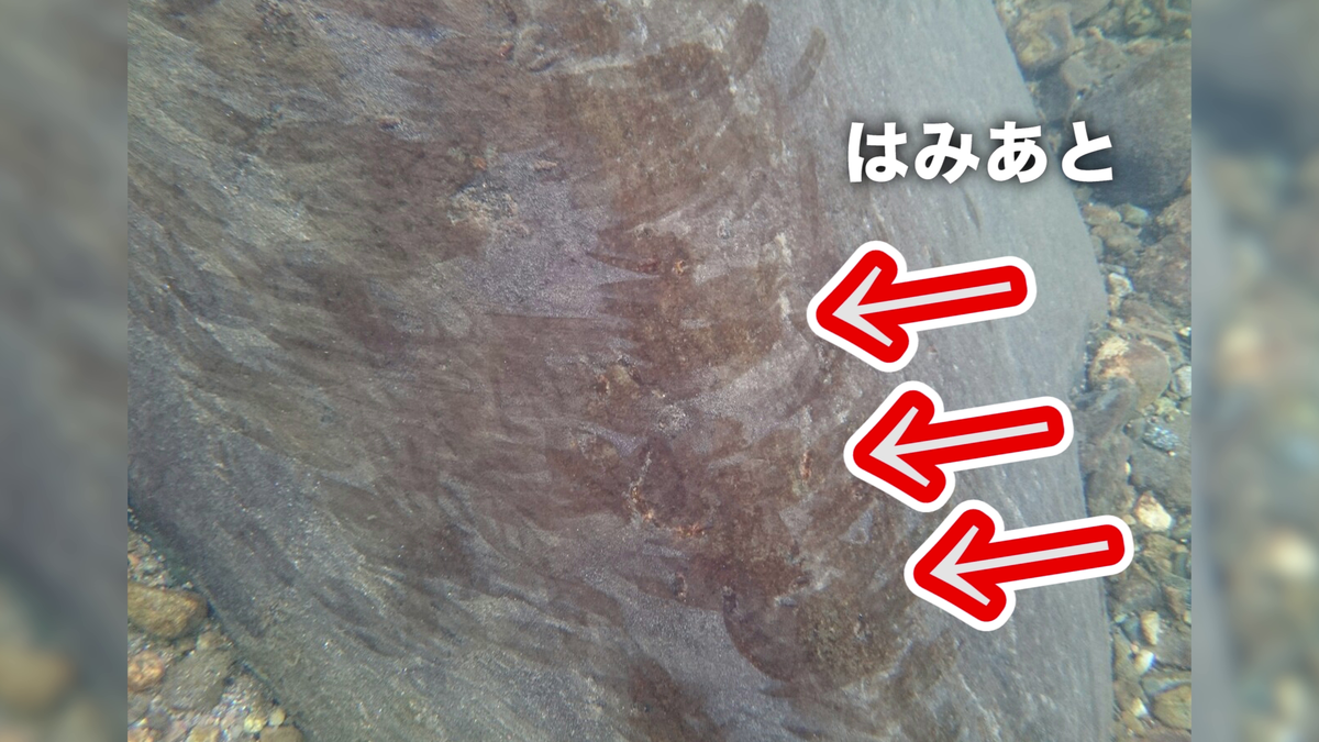 f:id:K-labo:20200622135153p:plain