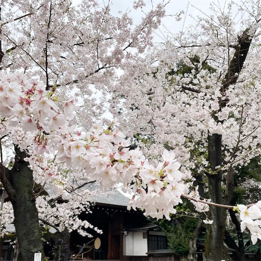 f:id:K-norita0426:20230330101828j:image f:id:K-norita0426:20230330101828j:image