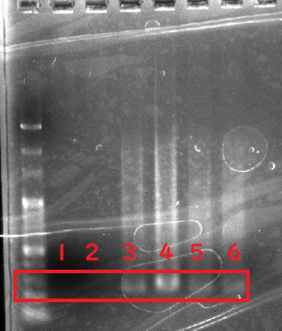 f:id:K20200621:20200801215152p:plain