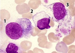 f:id:K88344193:20210227204330j:image