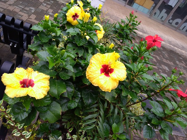 f:id:KABANEGO:20200917125652j:image