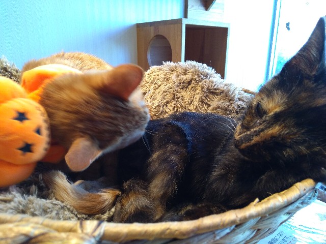 f:id:KABANEGO:20201104183803j:image