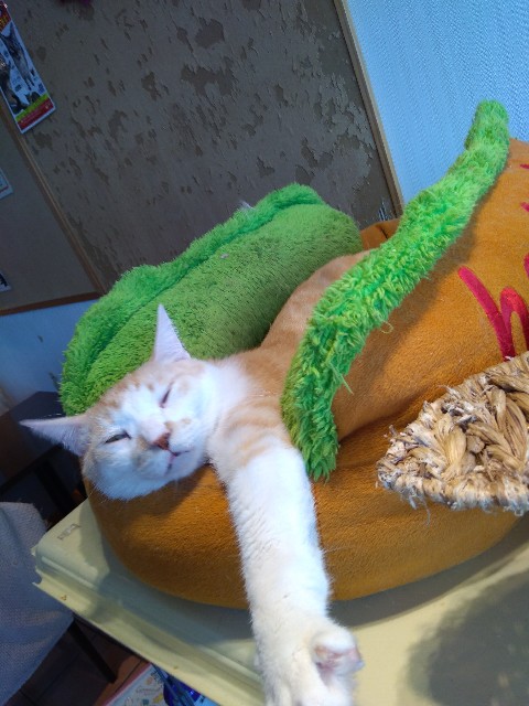 f:id:KABANEGO:20201104183853j:image