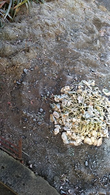 f:id:KABANEGO:20201218132910j:image
