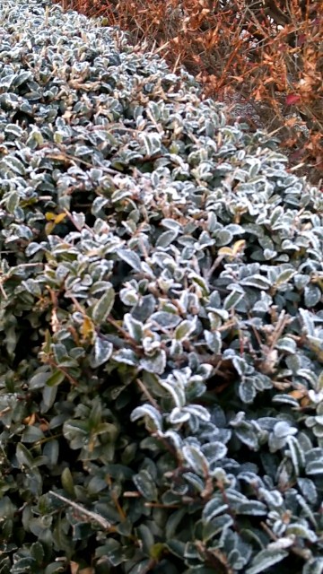f:id:KABANEGO:20201218132923j:image