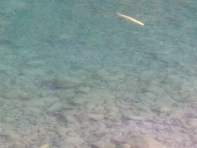 f:id:KABANEGO:20210123123628j:image f:id:KABANEGO:20210123123628j:image