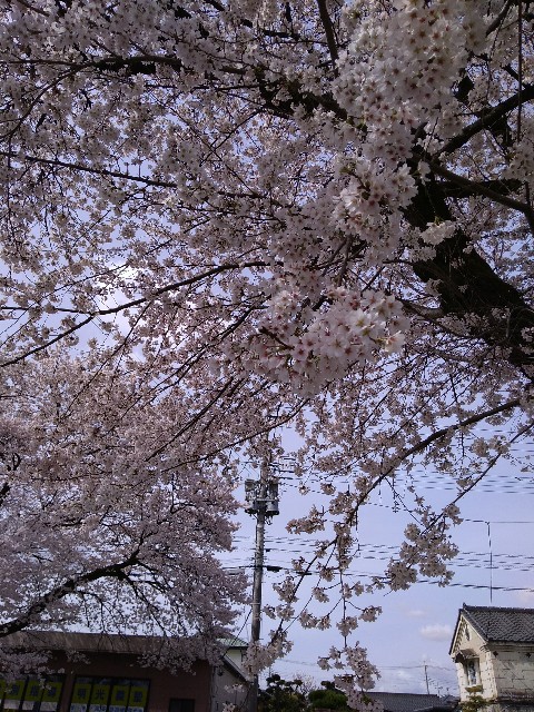 f:id:KABANEGO:20230327212811j:image