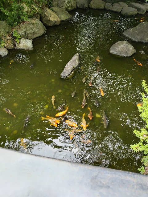 f:id:KABANEGO:20240905141405j:image
