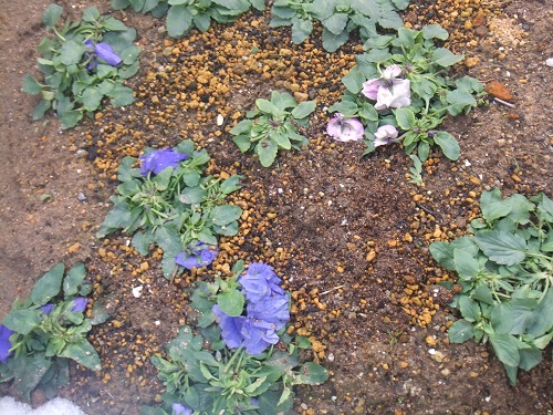 チューリップの芽を探すも パンジーは雪の下でも 花を咲かせていたのね コンポストのある暮らしかた