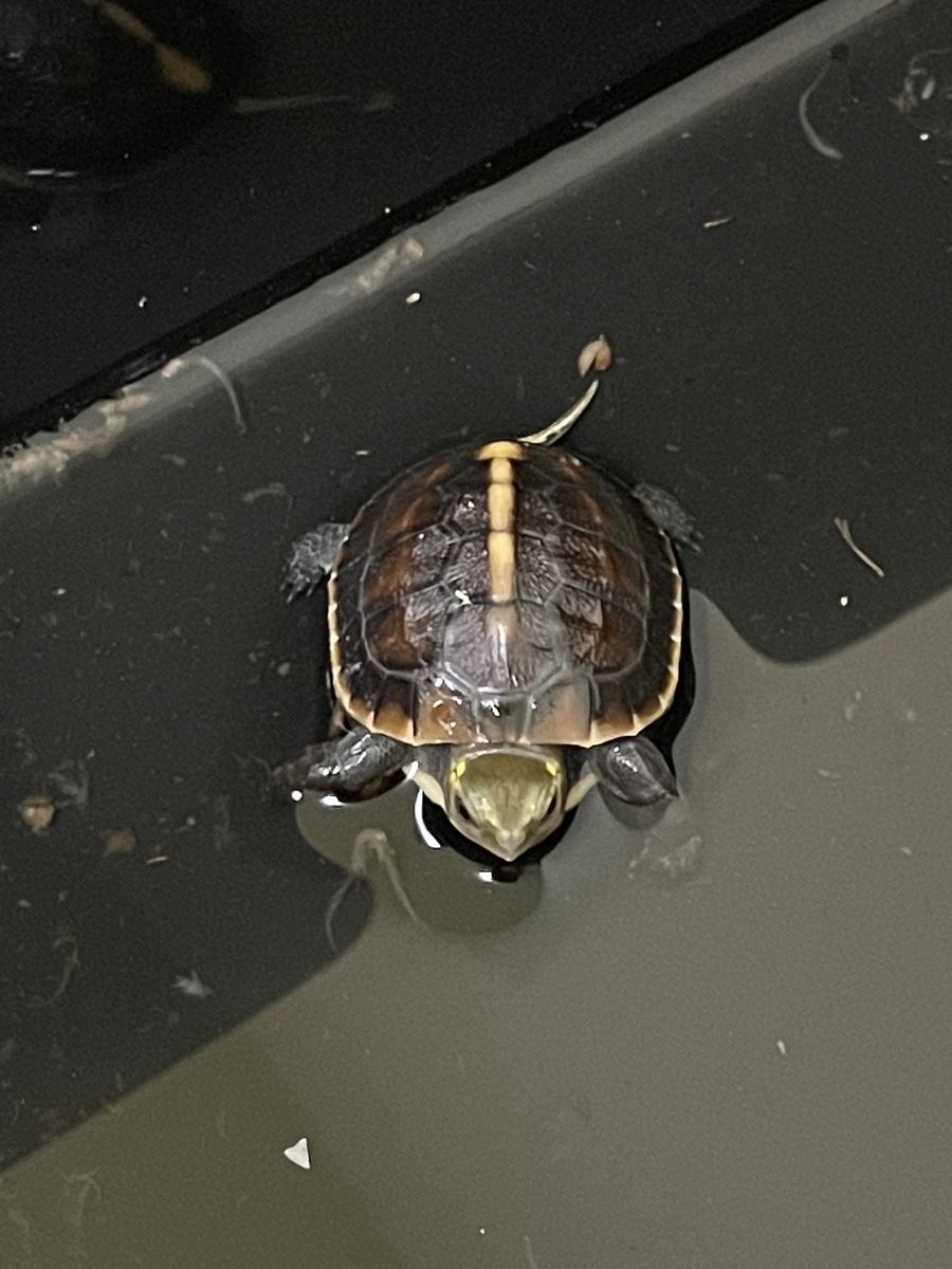 セマルハコガメ（幼体） - KAMEHOUSE