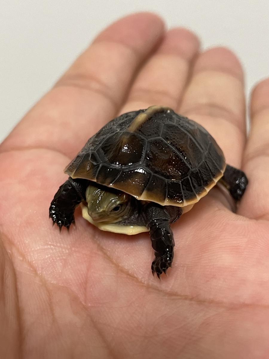 セマルハコガメ（幼体） - KAMEHOUSE