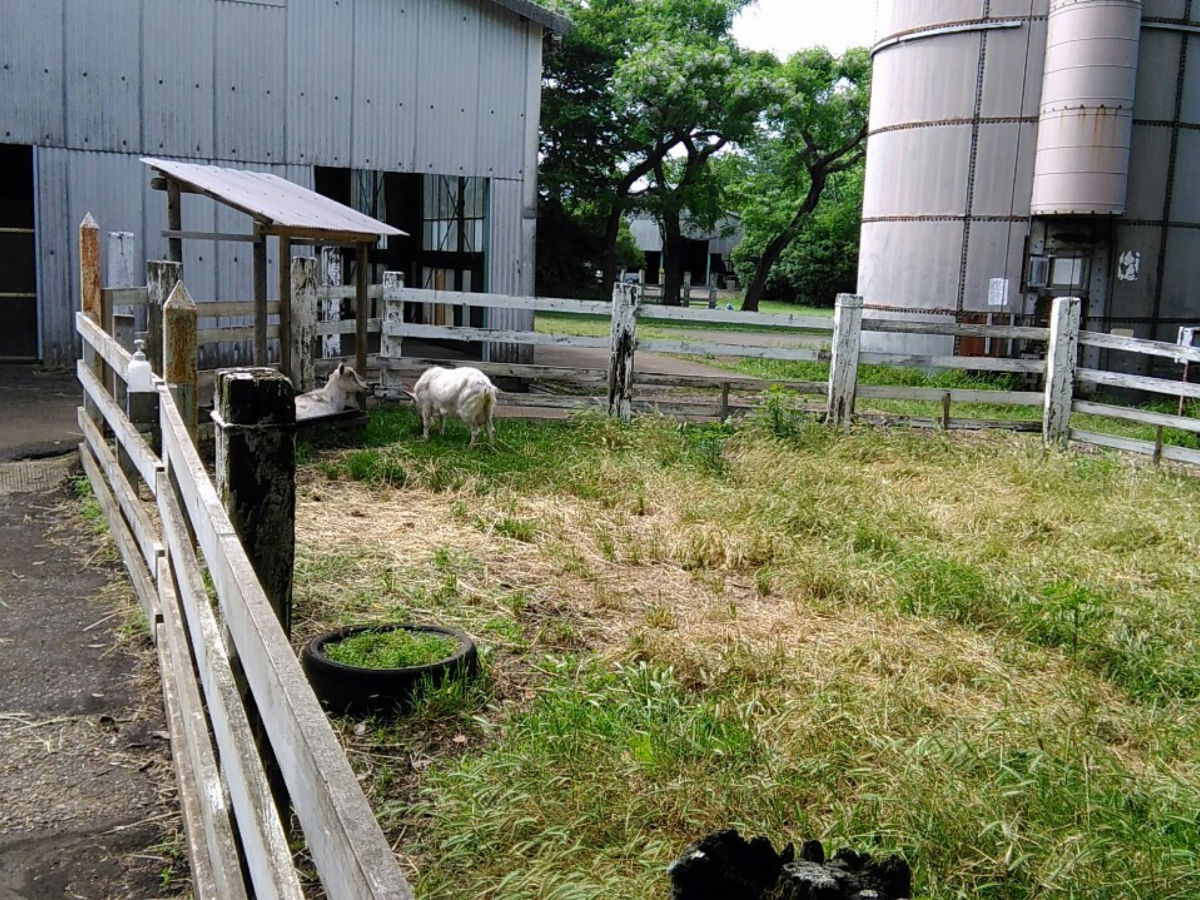 f:id:KAMP-Yokohama:20200518061611j:plain