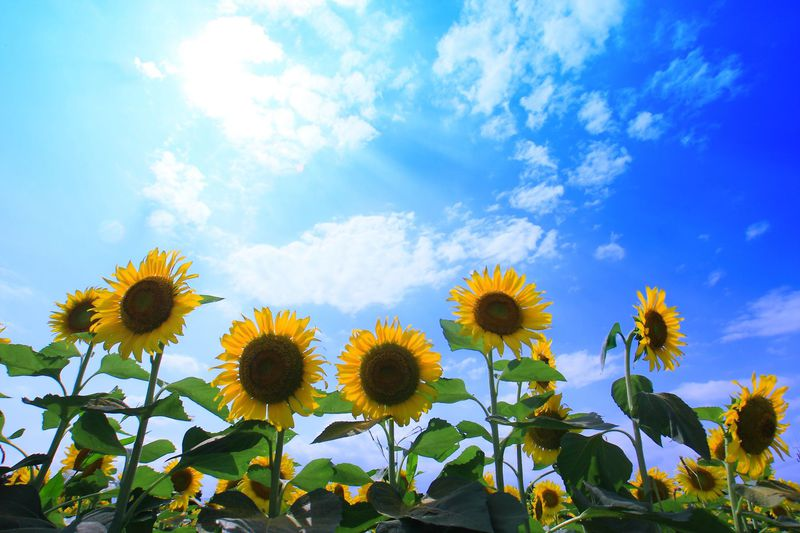 f:id:KARADA:20190824203324p:plain f:id:KARADA:20190824203324p:plain