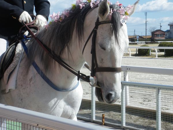 エクスペルテ、ウィニー、塚本幸典氏の引退 - 粕本集呆の「競馬の花道」