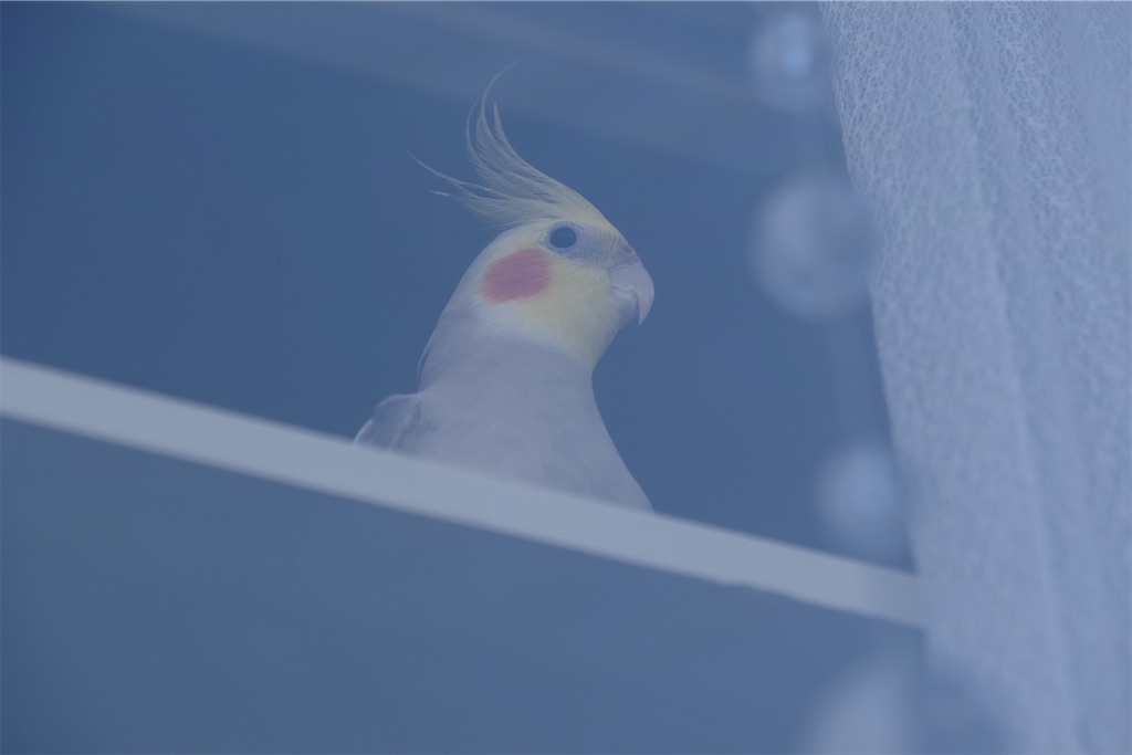 f:id:KATOMI:20201123213836j:image