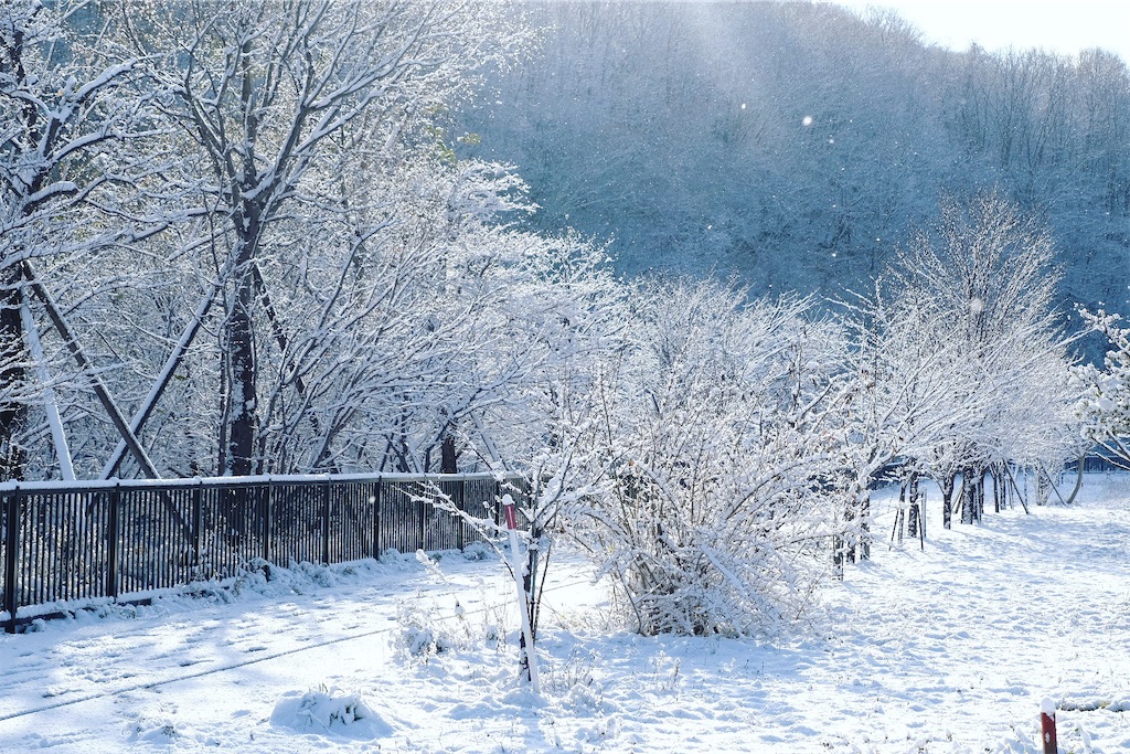 f:id:KATOMI:20201123213858j:image