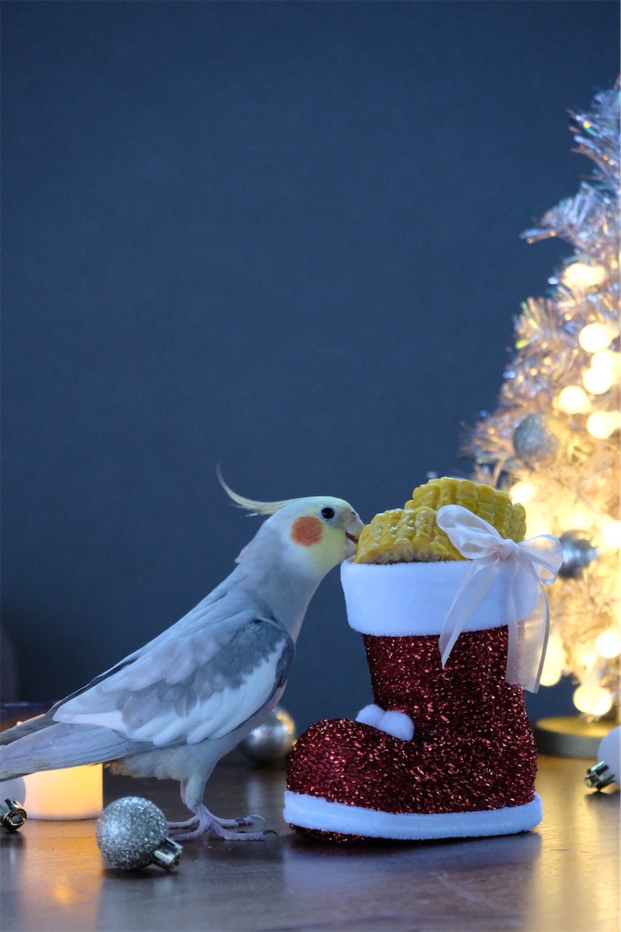f:id:KATOMI:20201123213905j:image