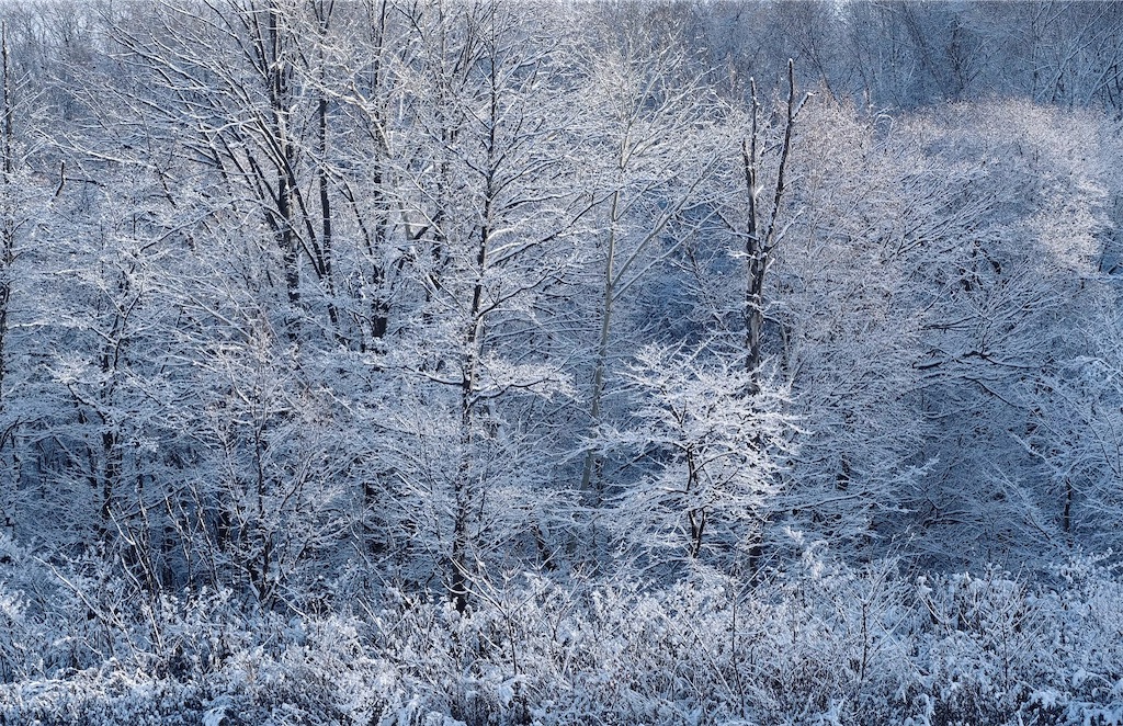 f:id:KATOMI:20201123214228j:image