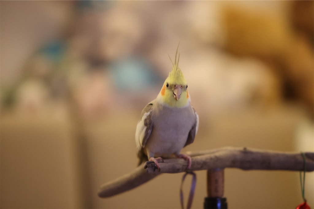 f:id:KATOMI:20201230011729j:image