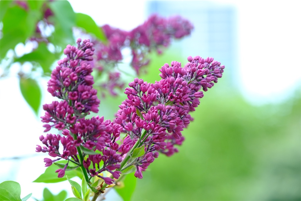 f:id:KATOMI:20210515194127j:image f:id:KATOMI:20210515194127j:image
