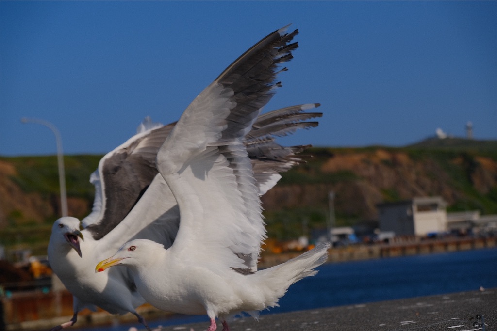 f:id:KATOMI:20210814210126j:image