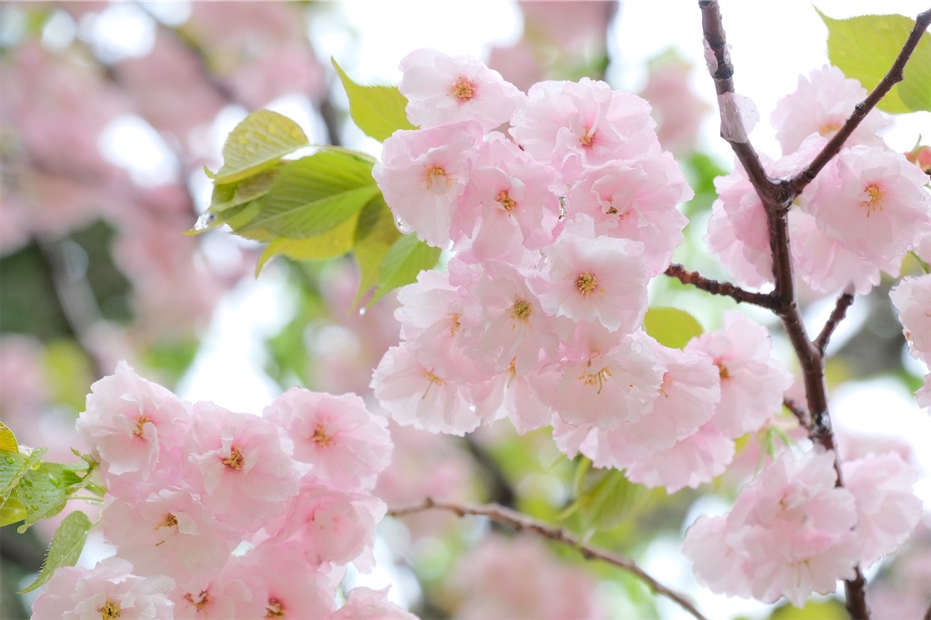 f:id:KATOMI:20220416222408j:image