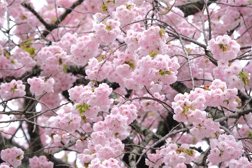 f:id:KATOMI:20220416222945j:image