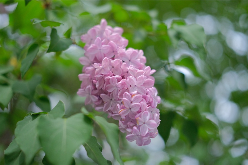 f:id:KATOMI:20220521191622j:image