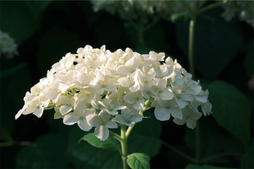 f:id:KATOMI:20260628203644j:image