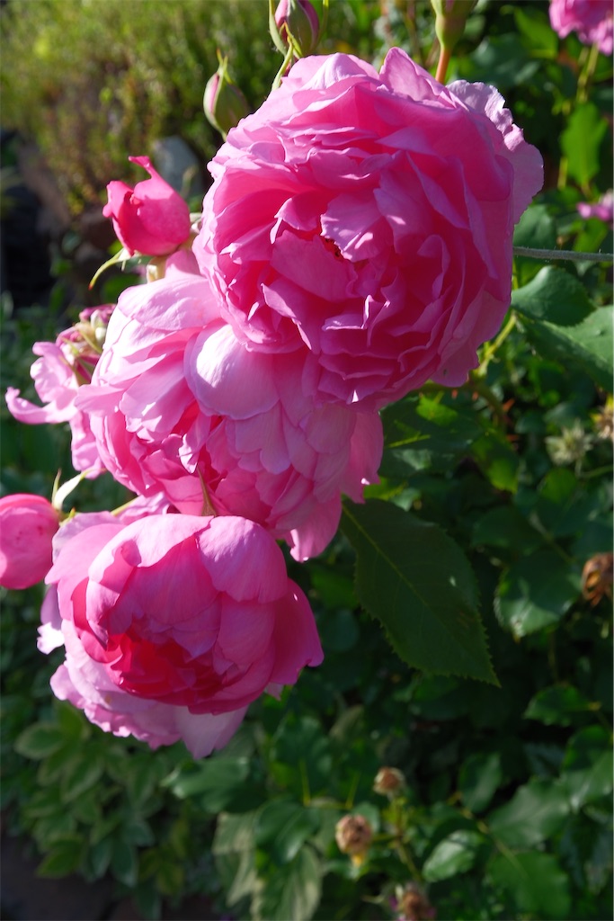 f:id:KATOMI:20260628203652j:image