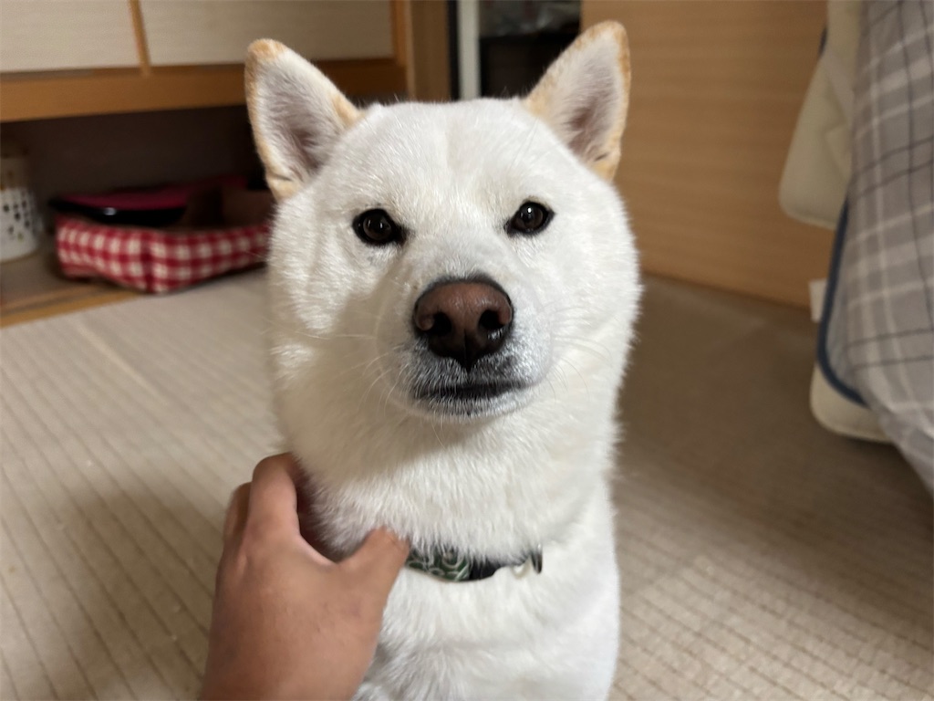 f:id:KATSUGARAGE:20260104093925j:image