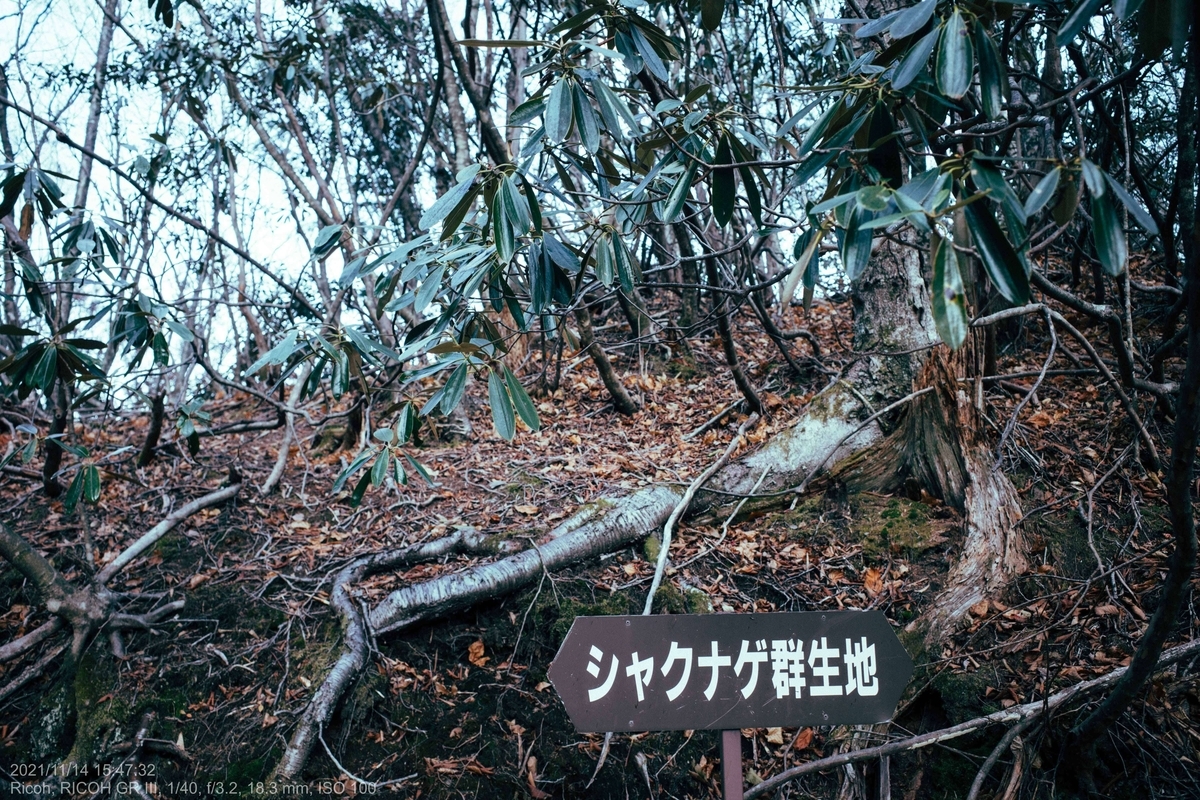 f:id:KAzuma:20211115034503j:plain