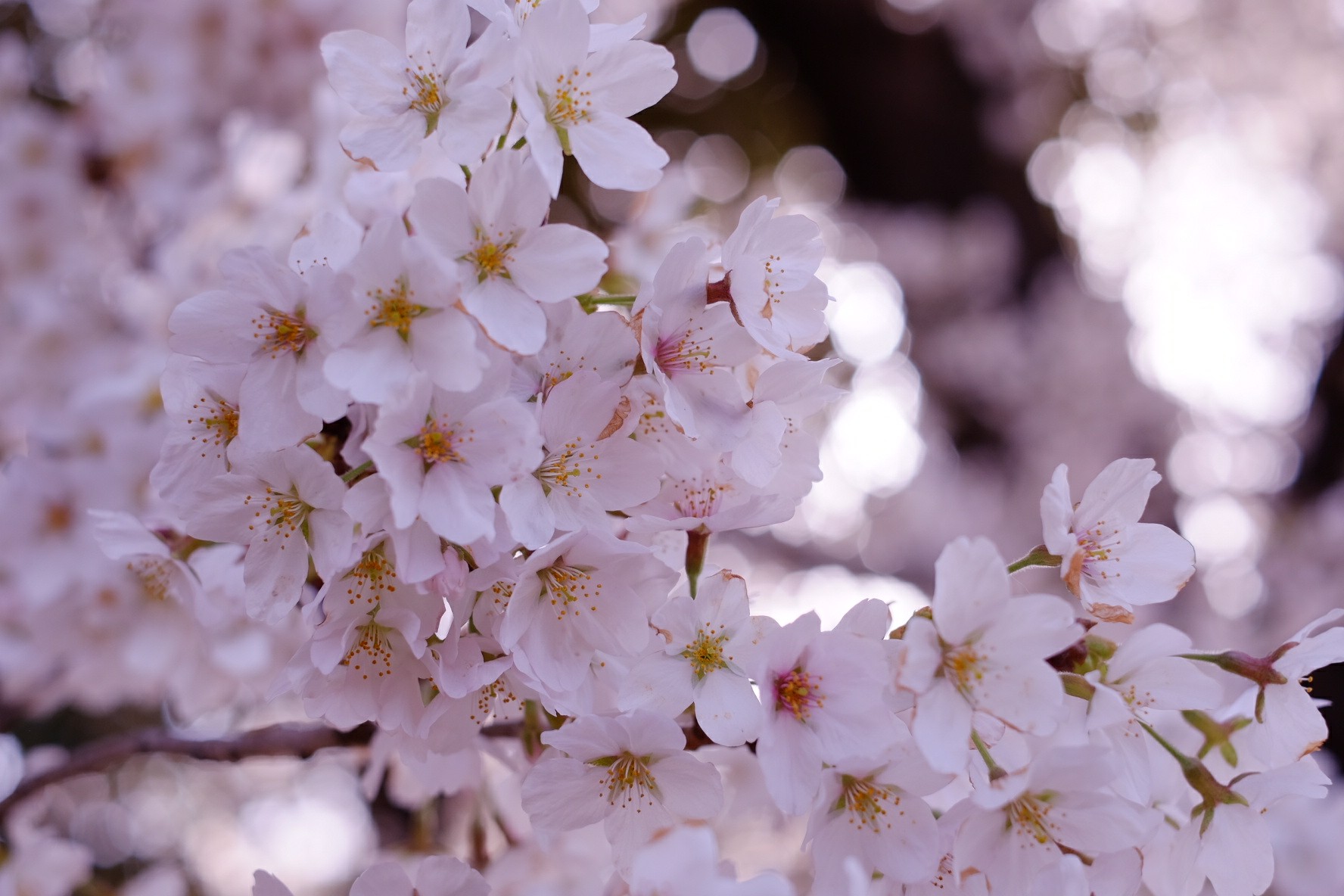 f:id:KB_noizeeeee:20180407172733j:image