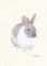 うさぎ_林けいか
