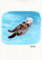 動物_ラッコ_林けいか