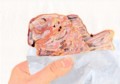 食べ物_鯛焼き_林けいか