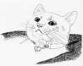 動物_線画_ネコ_林けいか