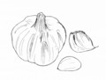 食べ物_線画_ニンニク_林けいか