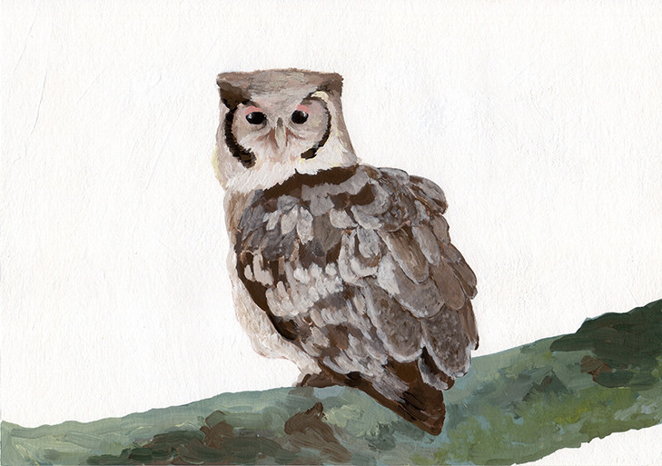 個展_林動物園_クロワシミミズク_林けいか