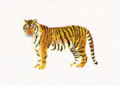 個展_林動物園_トラ_林けいか