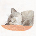 こじろう_猫_昼寝_林けいか